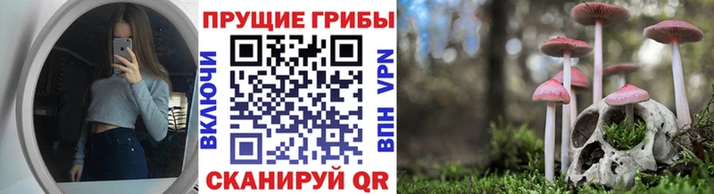 магазин продажи наркотиков  Карабаш  Галлюциногенные грибы Psilocybine cubensis 